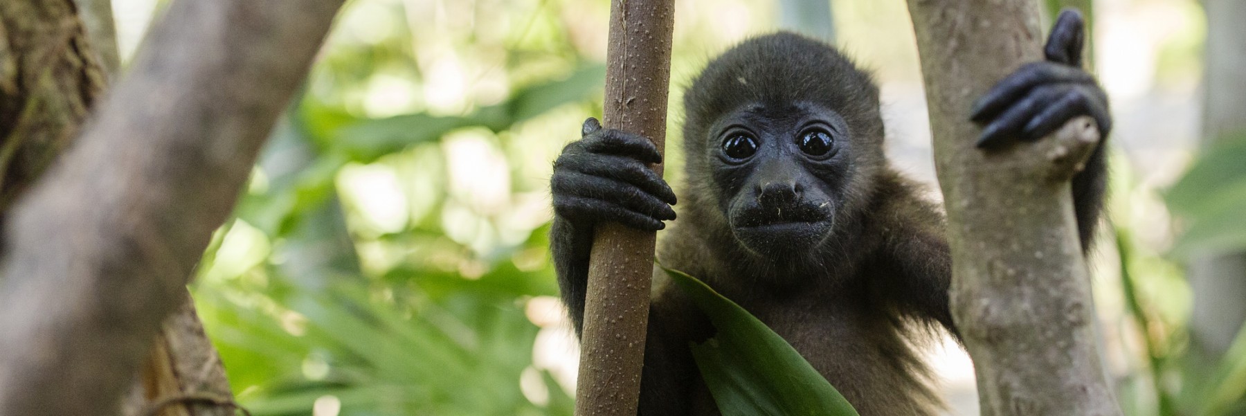 Sibu Wildlife Sanctuary