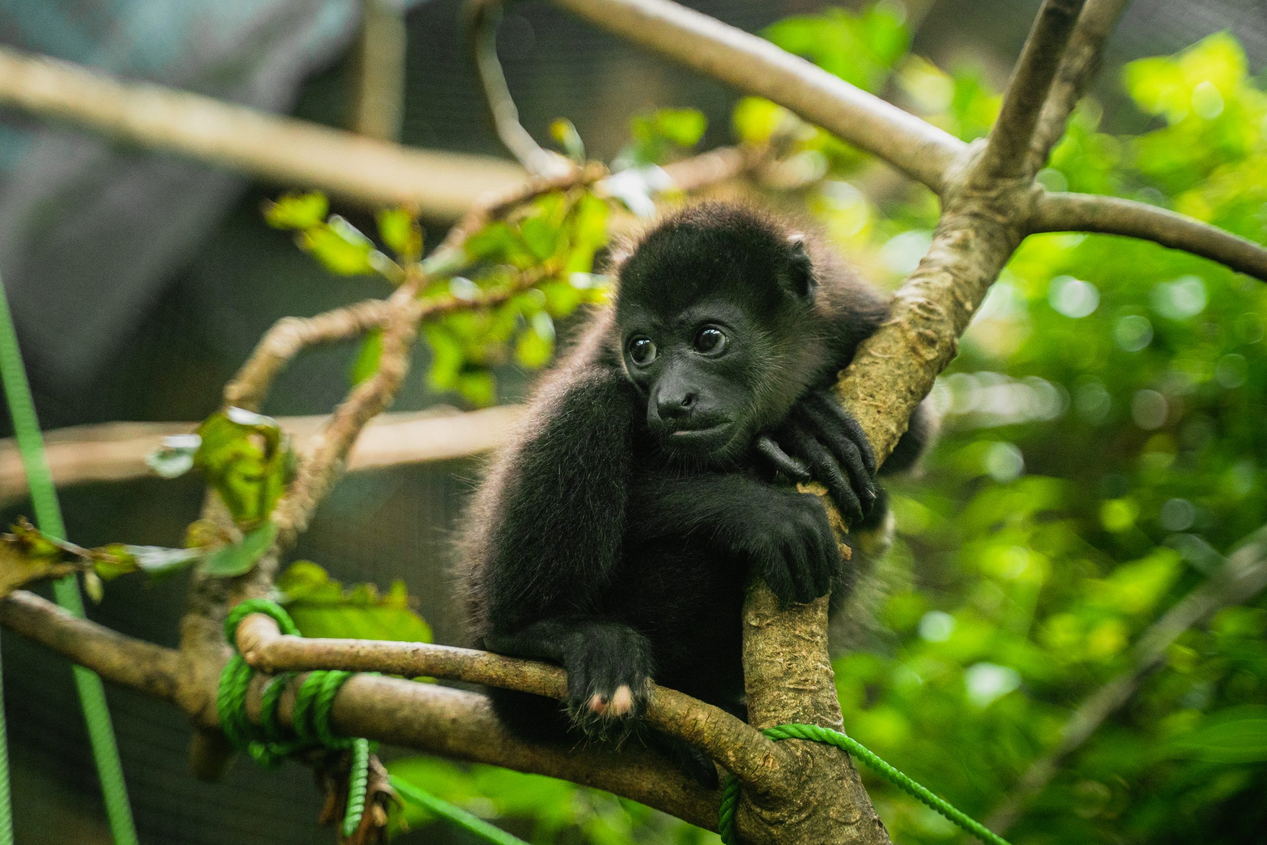 Sibu Wildlife Sanctuary in Nosara, Costa Rica