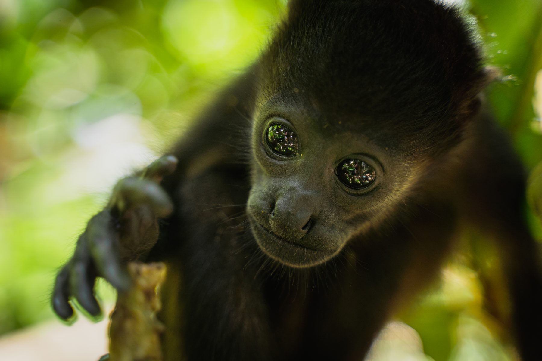 Sibu Wildlife Sanctuary in Nosara, Costa Rica