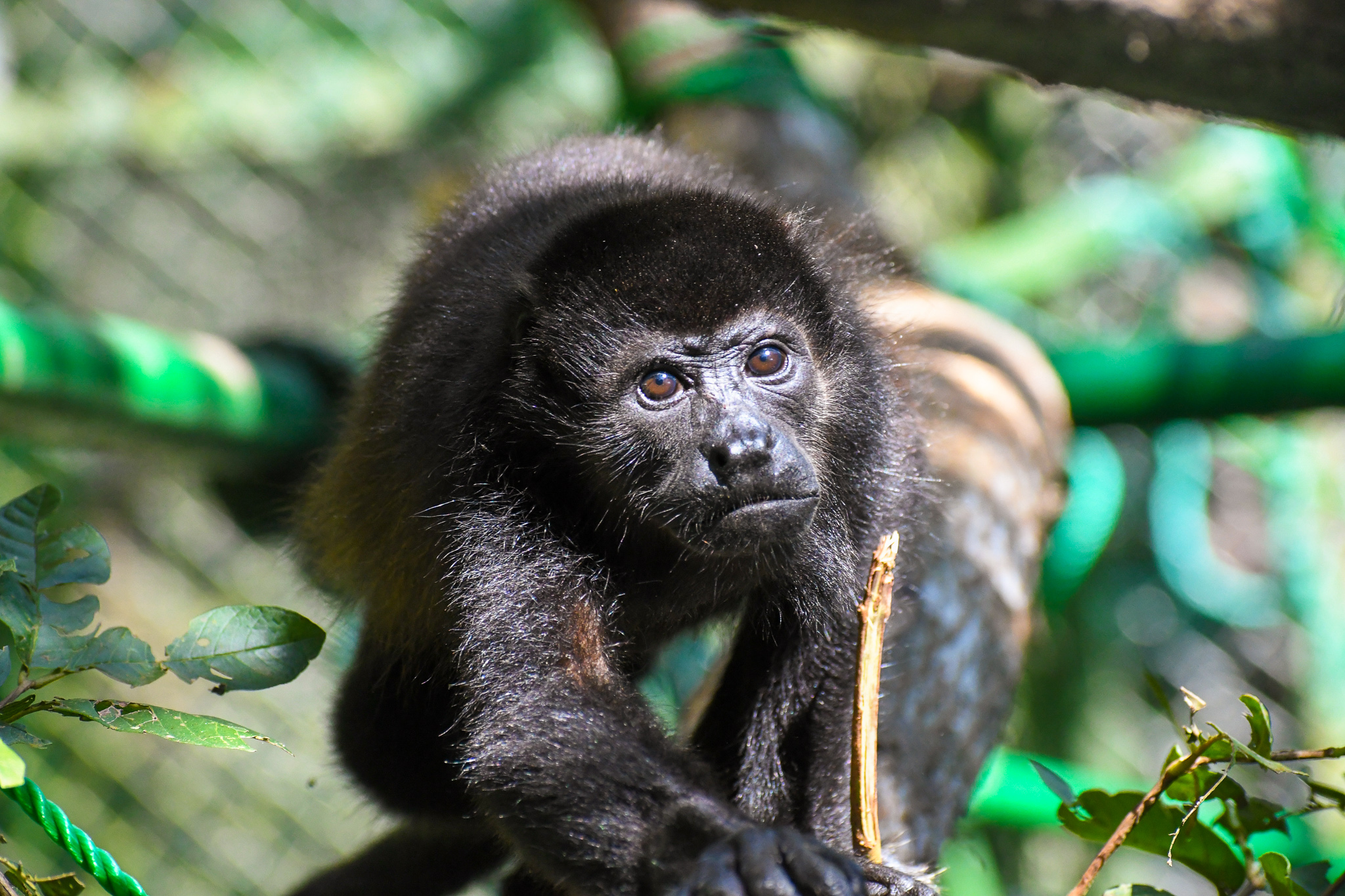 costa rica howler monkey rehabilitation and release