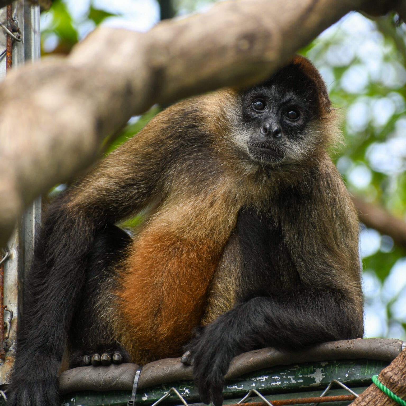 Meet the Residents - Sibu Wildlife Sanctuary