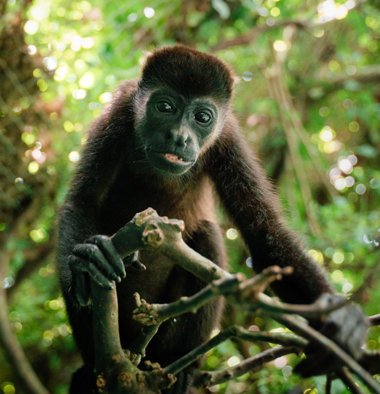 Sibu Wildlife Sanctuary in Nosara, Costa Rica