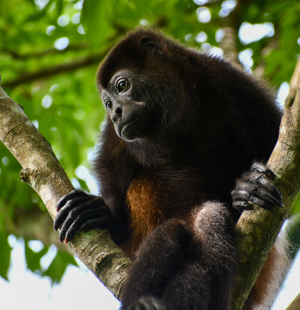 howler monkey perched in a tree
