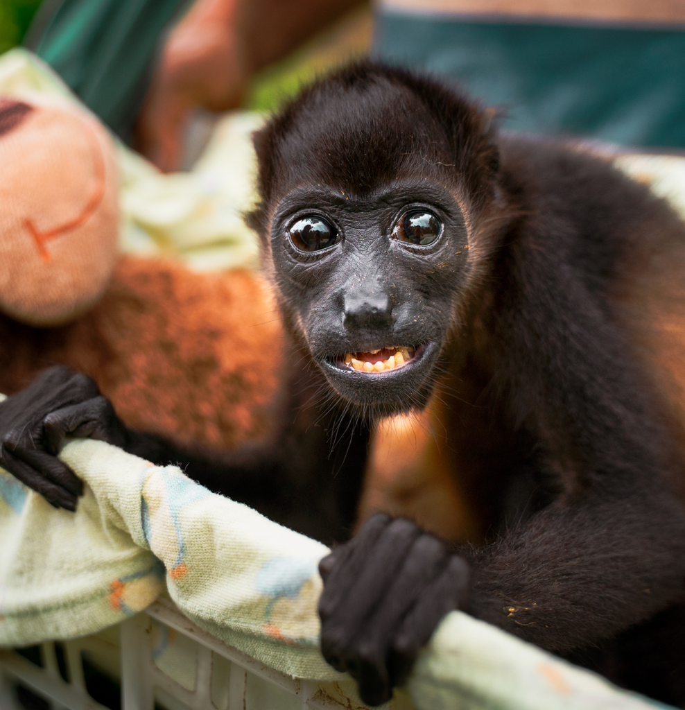 a small howler monkey with a stuffed toy monkey