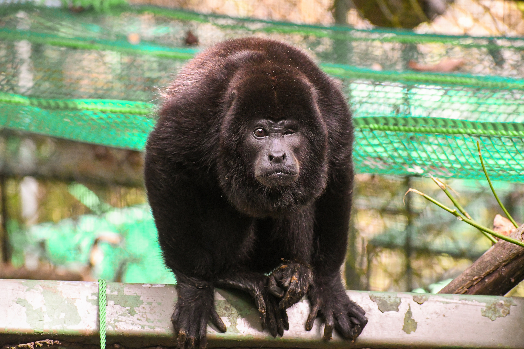 costa rica howler monkey rehabilitation and release
