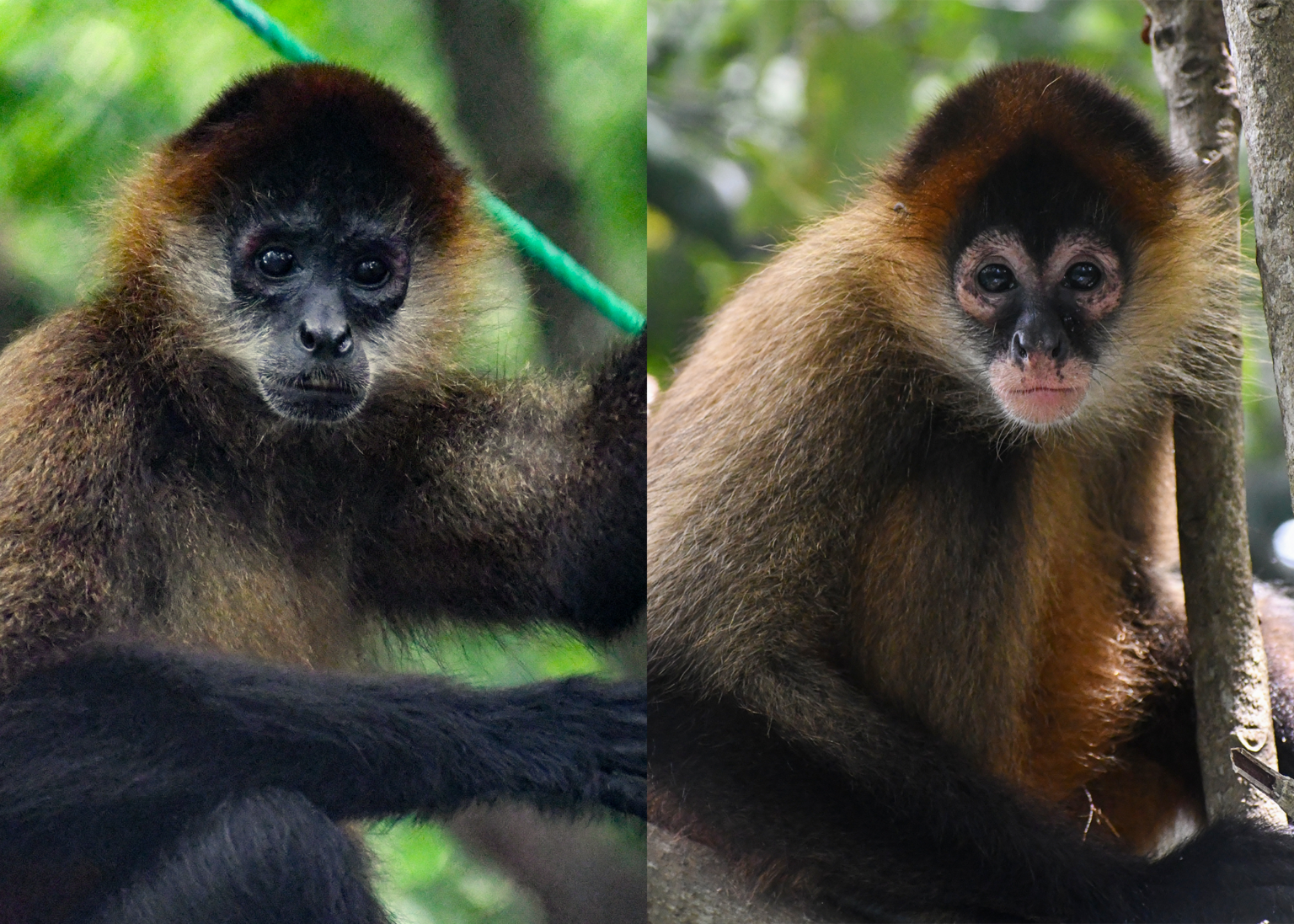 Sibu's Adopt Monkey Program - Sibu Wildlife Sanctuary